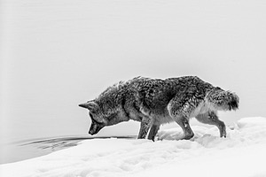 Coyote, Yellowstone National Park