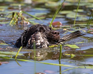 Otter Henry
