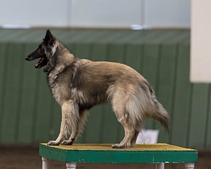 Stella Corriveau