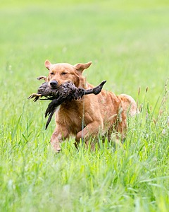 20160605-SHRL-0115.jpg