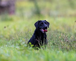 20160924-SHL-0022.jpg