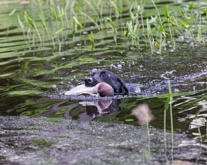 T. Riebel
