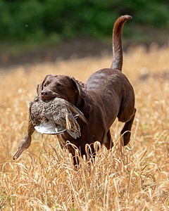 Otter Donlon