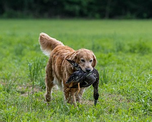 Mimi Aust-Olkin