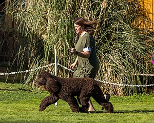 11 - GCH CH BREKKON'S FIRST MARK BN RN CGC TKN (Hunny)