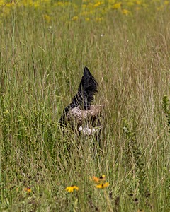 Nina Kuchinos