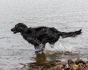 Splash