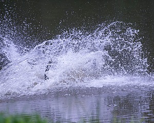 Bradley poat