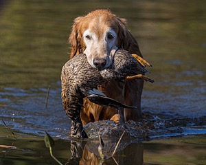 Ruby Hyde