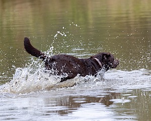 Charlie Gosselin