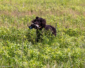 Ripley