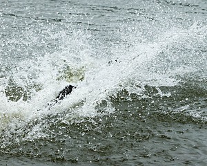 Splash