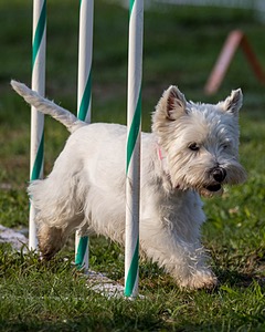 Cricket Turco-Levin