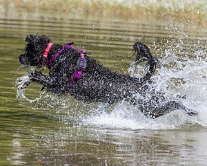 Dotty Lattrell