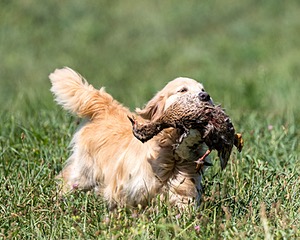 Piper Stremlau