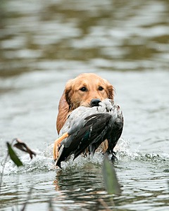 Mystic