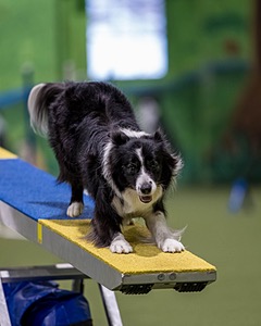 Breeze Schunk