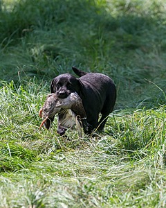 20150801-LRCGB-1329.jpg