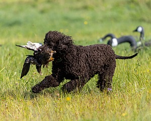 Ghillie Kezer