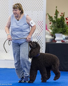 R15 - GCH CH LANDACRE'S NORDIC SAILOR DN CGC TKI