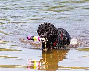 Phelps