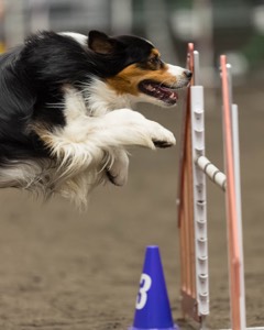 RJ Ledoux