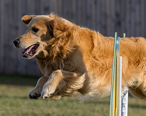 Riptide McNamara