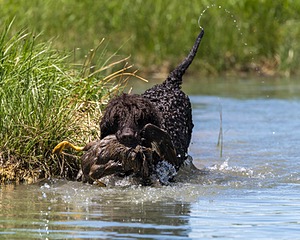 Ghillie