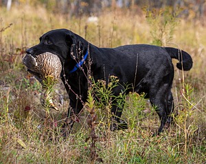 Glenforrest's Bentley (Ben)