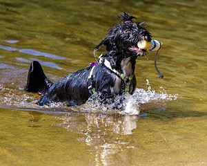 Dottie Notestine