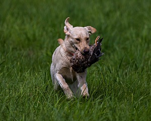 20170603-SHRL-0691.jpg