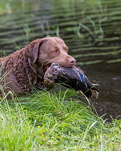 20170603-SHRW-1720.jpg