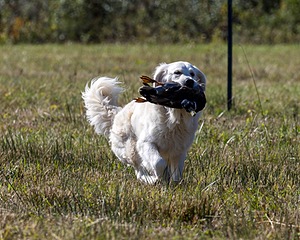 Piper Lanagan