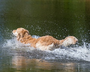 Ghillie Deresienska
