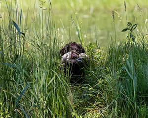 BEAR Krackow