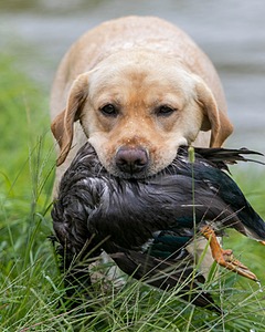 Rose McGroarty