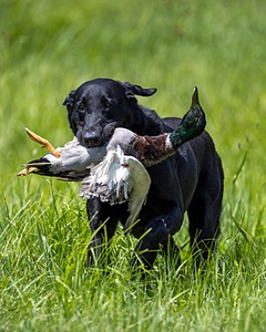 Cane Robichaud