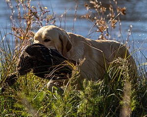 Audi Branch