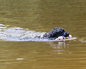 Rio Peter