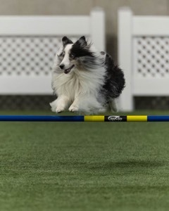 Stormy Dabrowski