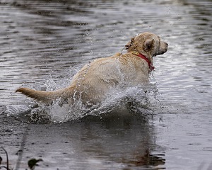 Frankie Field