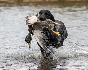 Gotcha
