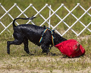 Scarlett Freeman