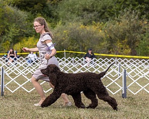 07 - GCH Castlehill's Ramblin' Rafael O'Crispin BN RA (Raffie)
