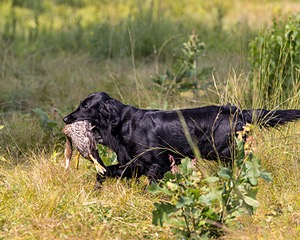 Ziva