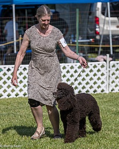 62 - GCH CH Chantico's Dark And Stormy BN RN (Kiera)