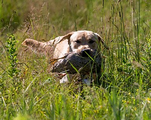 Merle