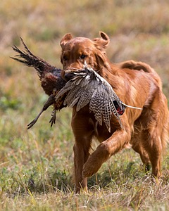 Tracker