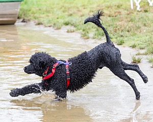 Phelps
