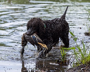 Ghillie Kezer